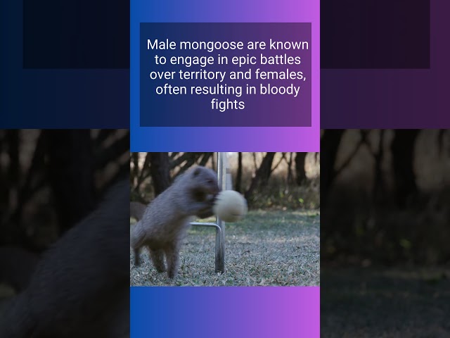 AMAZING True Facts About: The Mongoose | #Shorts