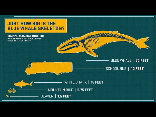 How big is a blue whale?