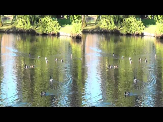 Spring Fever in the Park. 3D