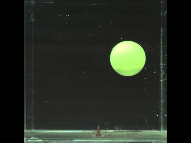 Buoy fluid structure interaction problem: experimental video at resonance