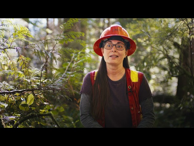 Listening to the Forest