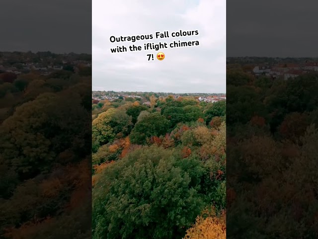 Iflight chimera 7 flying over beautiful autumn trees!