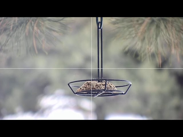 🐦🐦🐦🕊🕊🕊🦉🦅 Bird Feeder