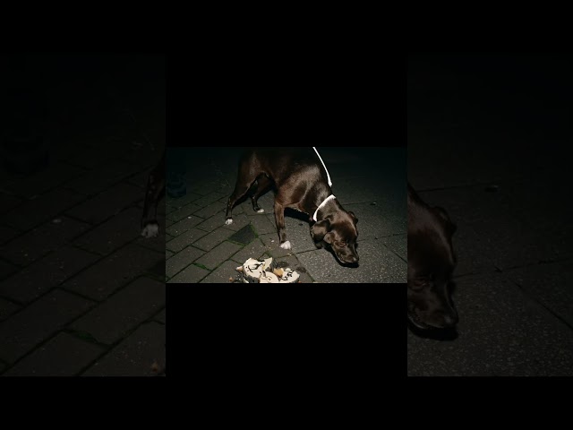 A new show for a very special celebration