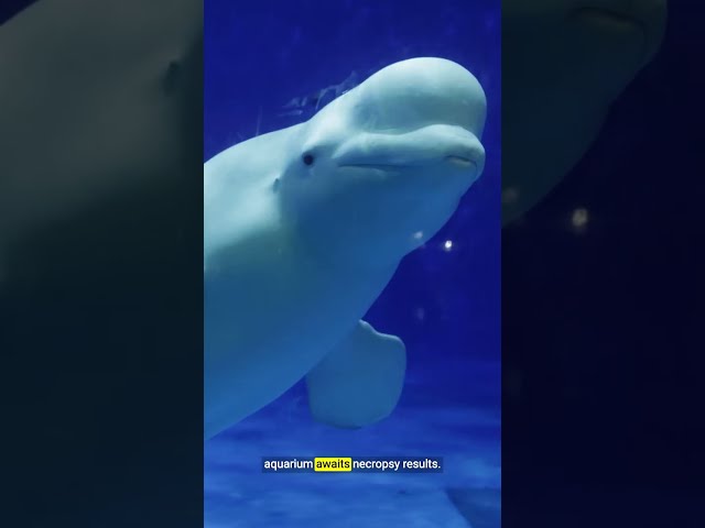Why even the best aquariums can’t give animals what they need