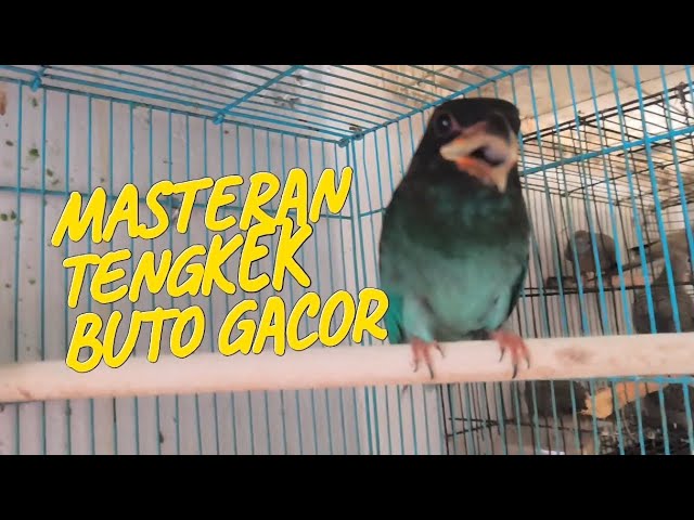 Suara burung 