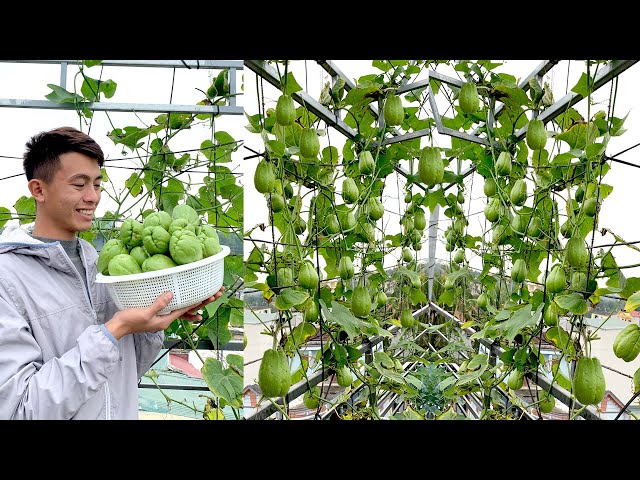 Growing Chayote on the terrace has a lot of fruit and continuous harvest