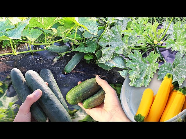 Fresh Garden Harvest, City Gardener Grows Small Farm!