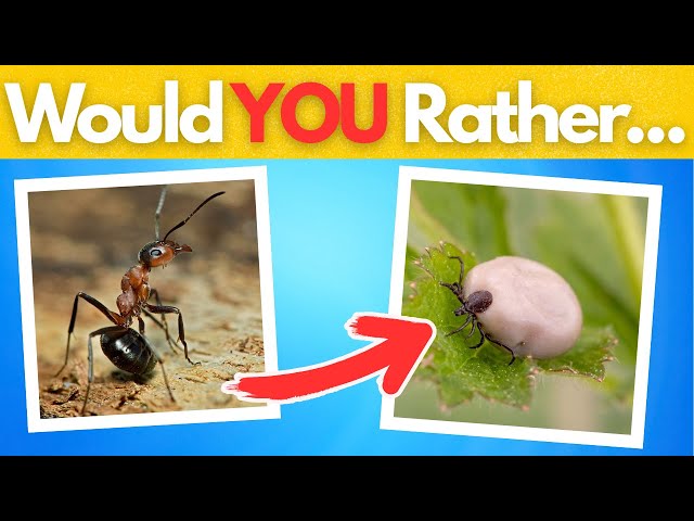Would You Rather? | Animal Choices Game
