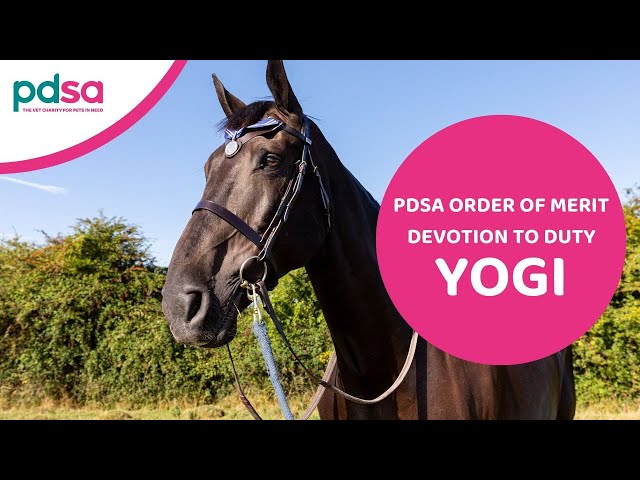 Military Working Horse Yogi has been awarded the PDSA Order of Merit Medal