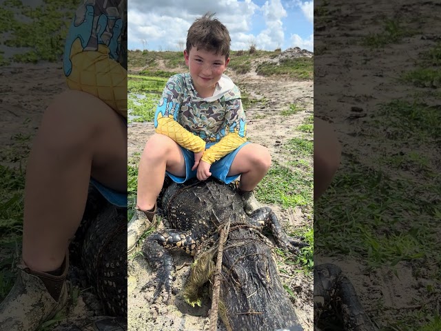HUGE ALLIGATOR CAPTURED! 13/15 #viral #short #youtubeshorts #shorts #viralvideo #youtube #shortvideo