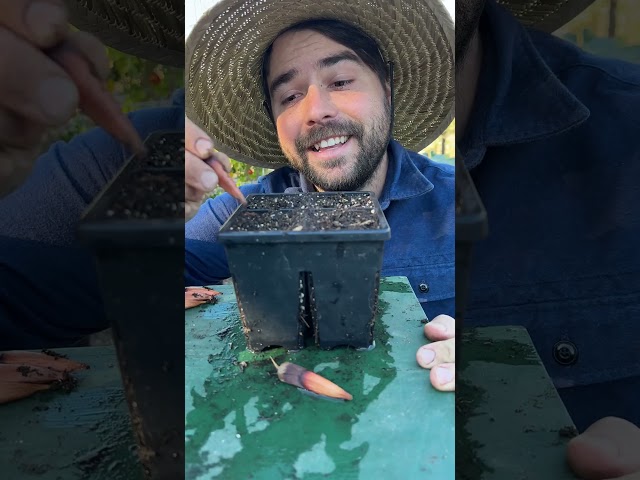 This Giant Seed Grows Into A Weird Tree