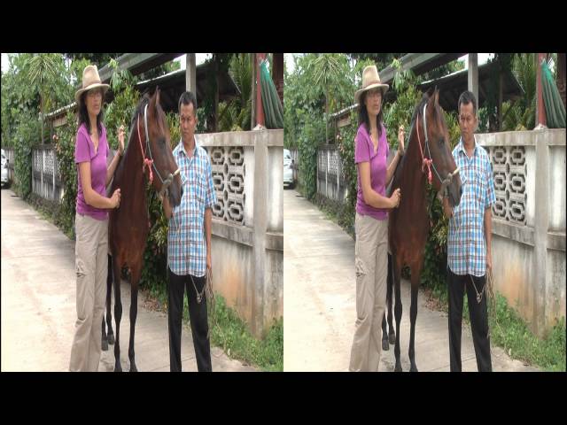 Thai Ponies of Lampang 3D Trailer (Thai Version)