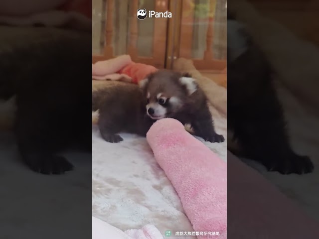 Red Panda Babies Are An Unfair Amount Of Cute | iPanda #shorts