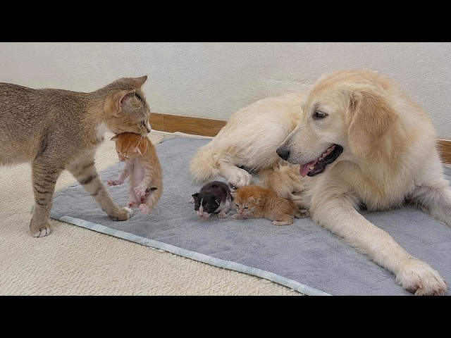 The Surprising Moment Mama Cat Asked My Golden Retriever to Help Her Crying Newborn Kittens
