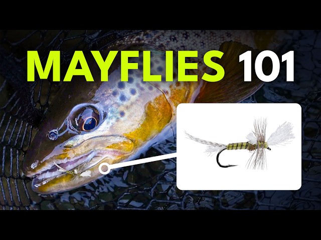 How To Match the Hatch with Mayflies — Fly Selection Tips | Episode 6