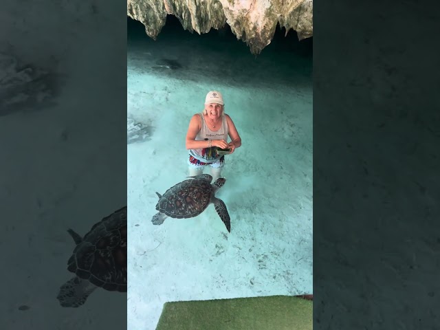 Feeding turtles