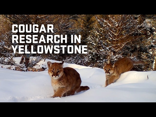 Cougar diets and behaviors reduce their competition with wolves in Yellowstone