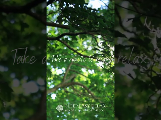 Melodic Escape: Serene Soundscape 🌊🎶 #MelodicEscape #MusicForPeacefulMoments #shorts