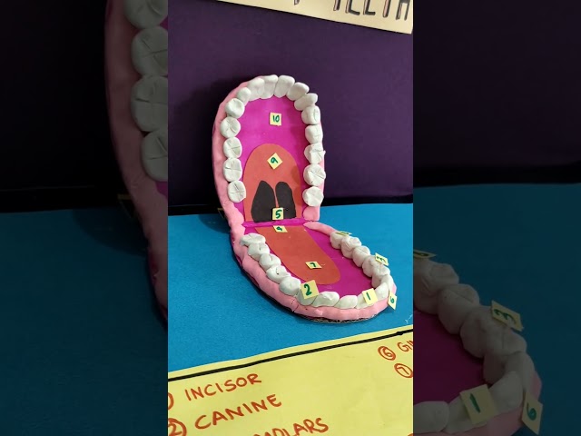 Types of Teeth 3D Model | Human Teeth 3D | How to make Types Of Teeth 3D Model | Science exhibition