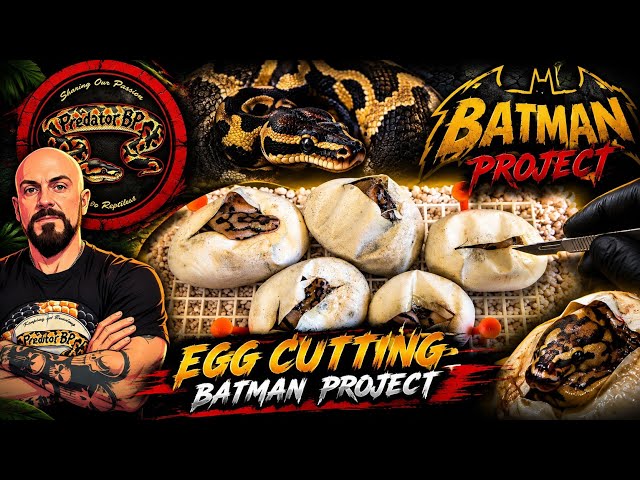 Ball Pythons Egg Cutting. The Batman Project!
