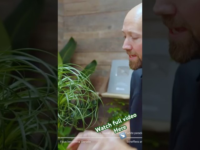 Watering tips Beaucarnea recurvata 🌴 #reels #houseplants #plants #indoorplants #gardening