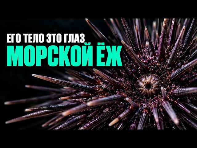 SEA URCHIN: A BRAINLESS CREATURE THAT LIVES FOR CENTURIES
