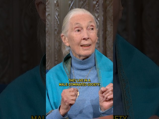 @janegoodallinst finds that some male politicians are not too different from chimpanzees. #colbert