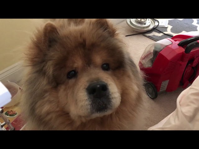 Dog understands “no more” command