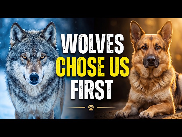 Wolves Chose Us First — How Dogs Changed Human History | History For Sleep