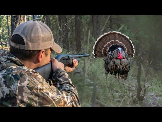 3 Merriam's Turkeys on PUBLIC LAND!