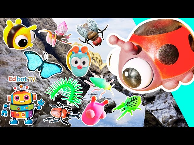 Fun Toys | Bug Insect Names for Kids to Learn at the Rock Pool: Ladybug Katydid Fly Leaf Insect
