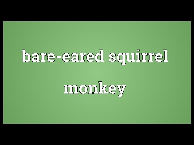 Bare-eared squirrel monkey Meaning