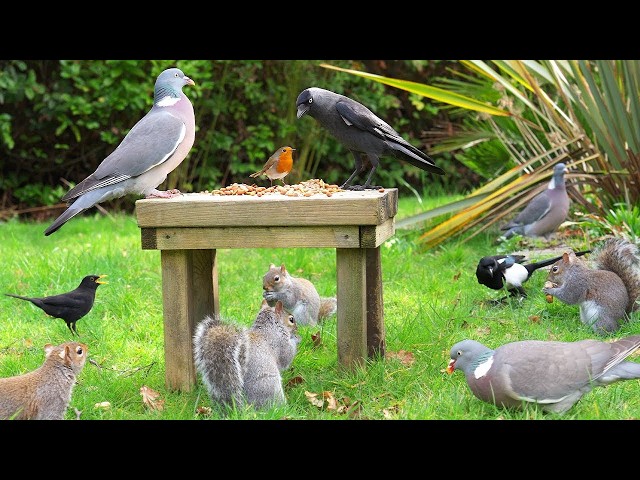 🔴 CAT TV 24/7 🕊️ Cute Birds & Hungry squirrels 🐿️ TV for cats to watch 4K HDR