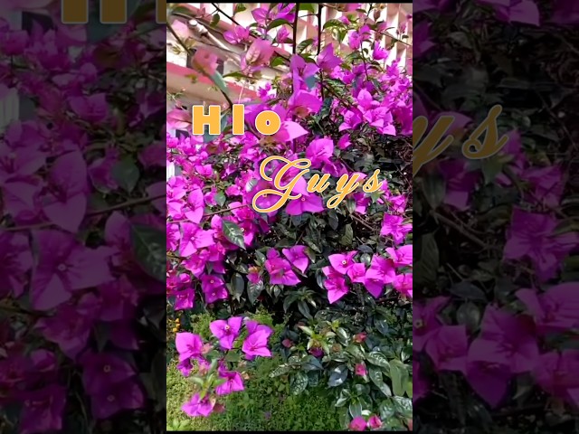My new Vlog 💓🌻🍂. #shortsviral #shortsfeed #shortvideo #youtubeshorts #trending #fyp #newvlog