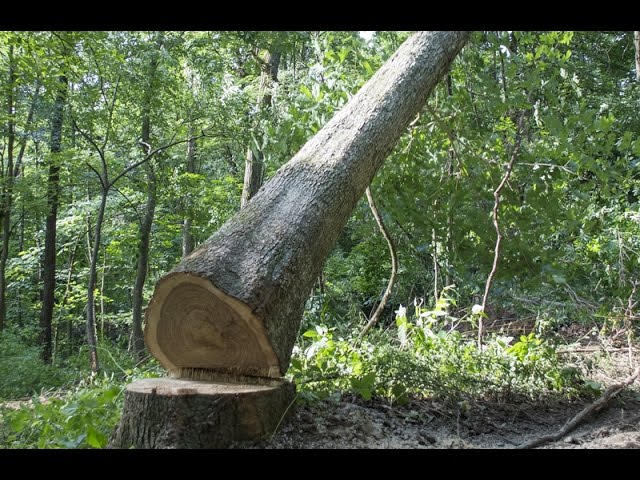 Forest Management and Timber Procurement
