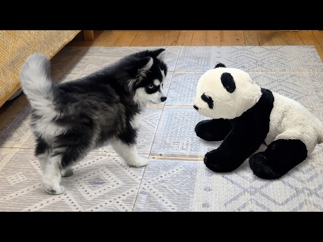 Our Pomsky Puppy Discovers New Toys Every Day