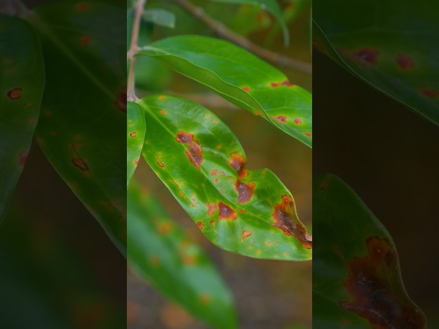 What is myrtle rust and what do you do if you spot it? | Gardening Australia