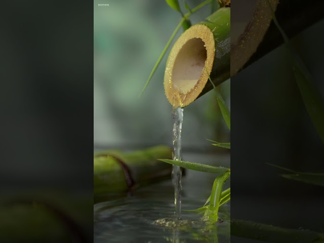 Relaxing Zen Music for Spa, Massage & Wellness with Trickling Water #spa #watersounds #spamusic