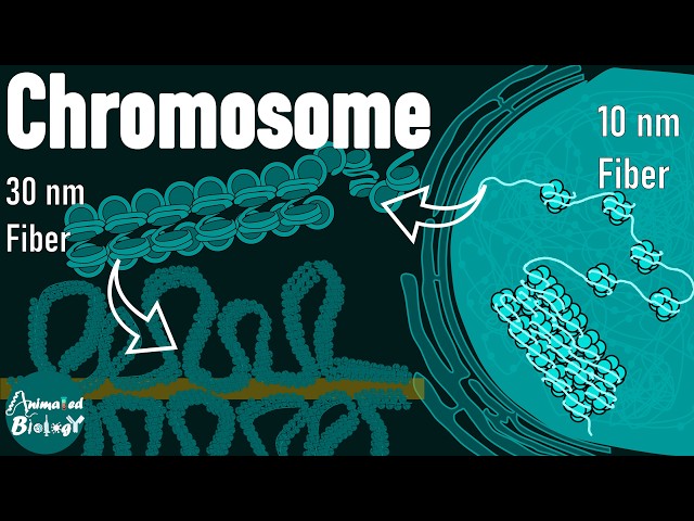 Structure of chromosome | Nucleosome | Beads on a String | 30nm Fiber | chromatin packing | Mol bio