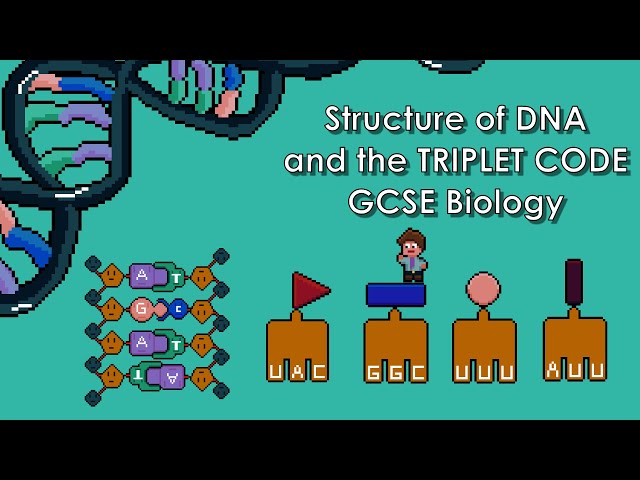 Structure of DNA and the Triplet Code - WJEC Biology - (GCSE REVISION) Year 11