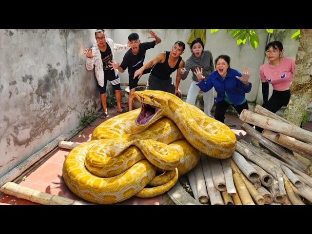 Brave Experts Use High-Tech Snake Detector to Locate Giant Python Nest