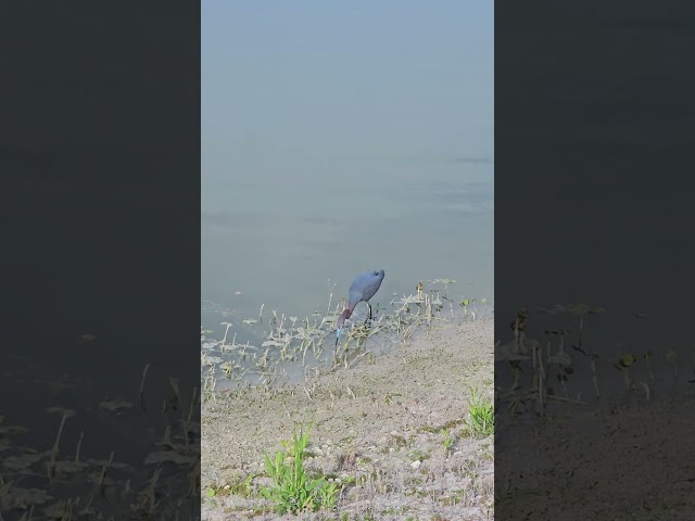 Pretty Little Blue Heron