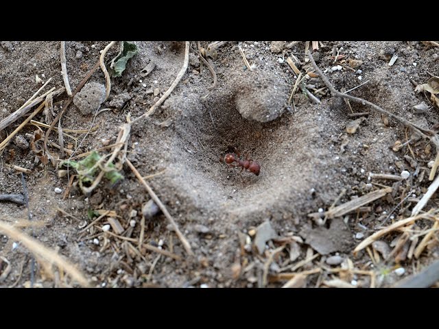 Red Harvester Ant Looks for an Escape Path in Antlion Hole South Texas 4K 60 FPS