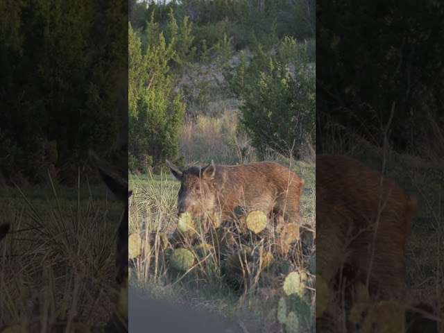 Is anyone hunting pigs in this summer heat? Have y’all had success?