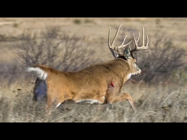 Tyler's UNBELIEVABLE Ground Hunting Deer w/ a DECOY!