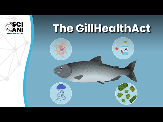 How are gills key to the health & performance of Atlantic salmon?