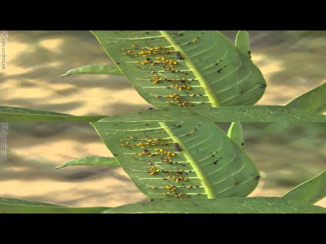 3D Aphids