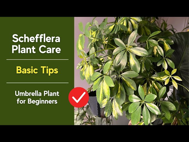 Schefflera Plant Care 🌱 Easy Tips for Beginners (Umbrella Plant)