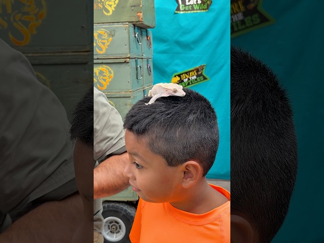 A reptile on Jeremy’s head !!               #shorts #shortvideo #kids